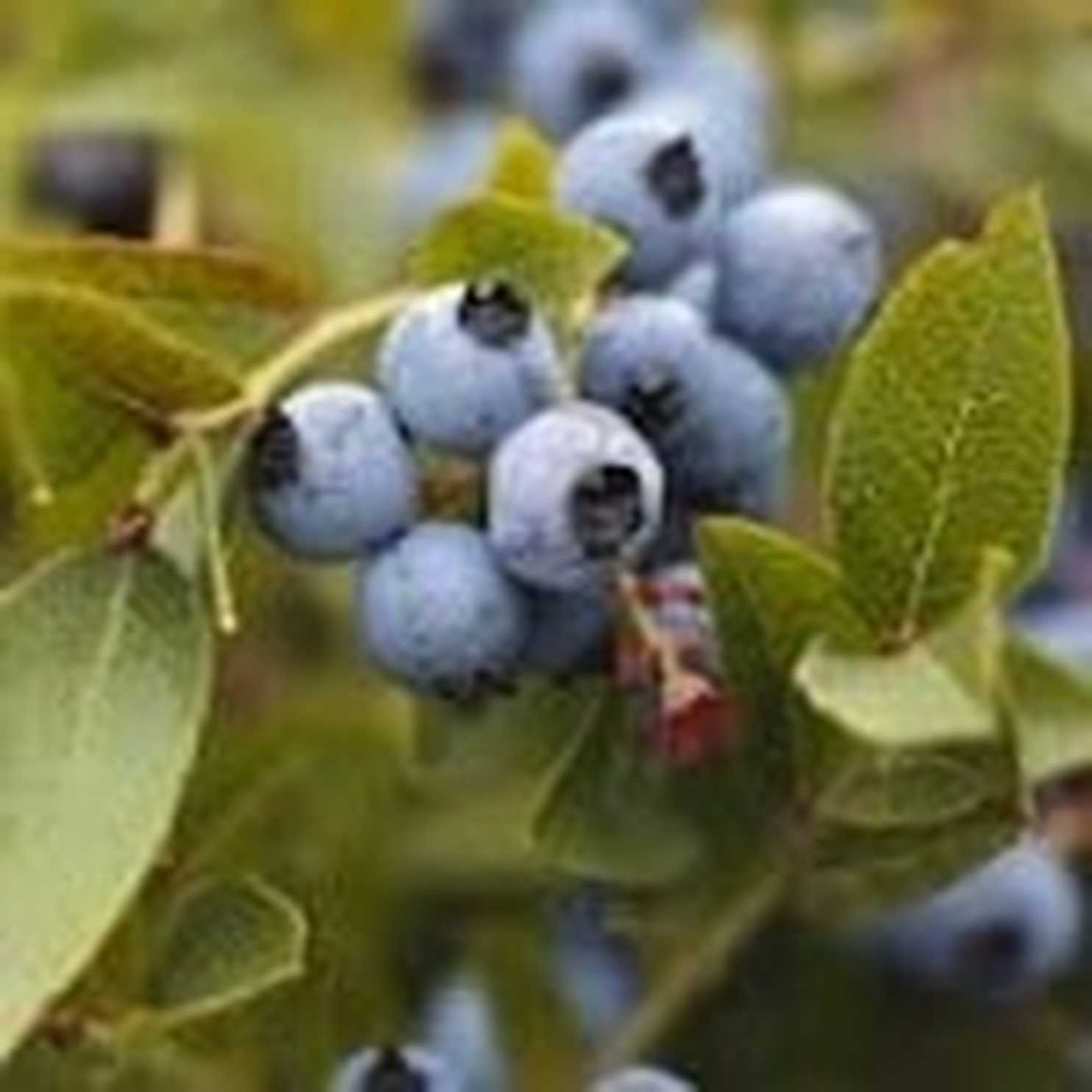 Why schools aren’t businesses: The blueberry story