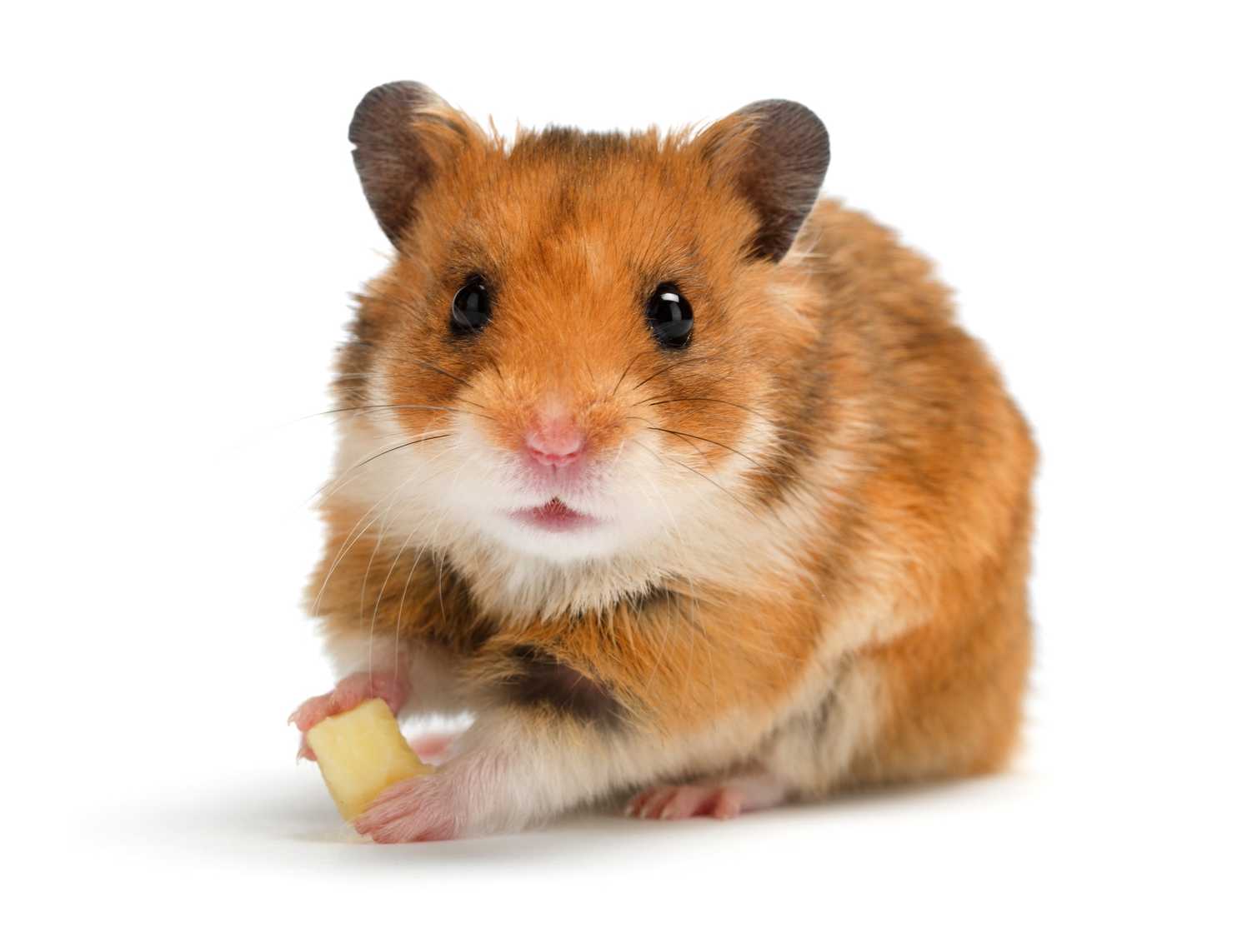 Go Amherst Hamsters? Mass. college mulls new mascots after nixing 'bioterrorist' Lord Jeff. - Washington Post