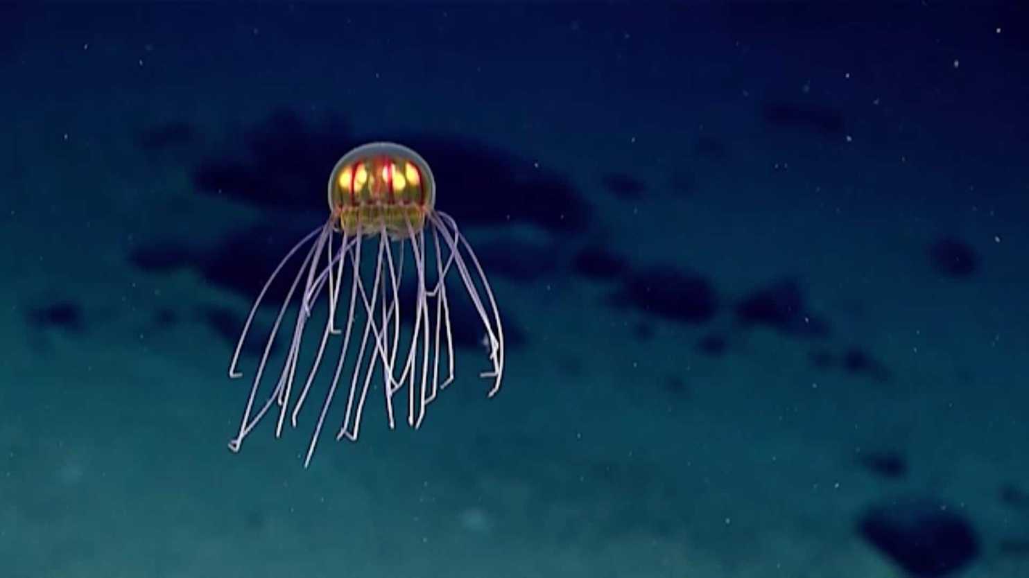 What do jellyfish look like?